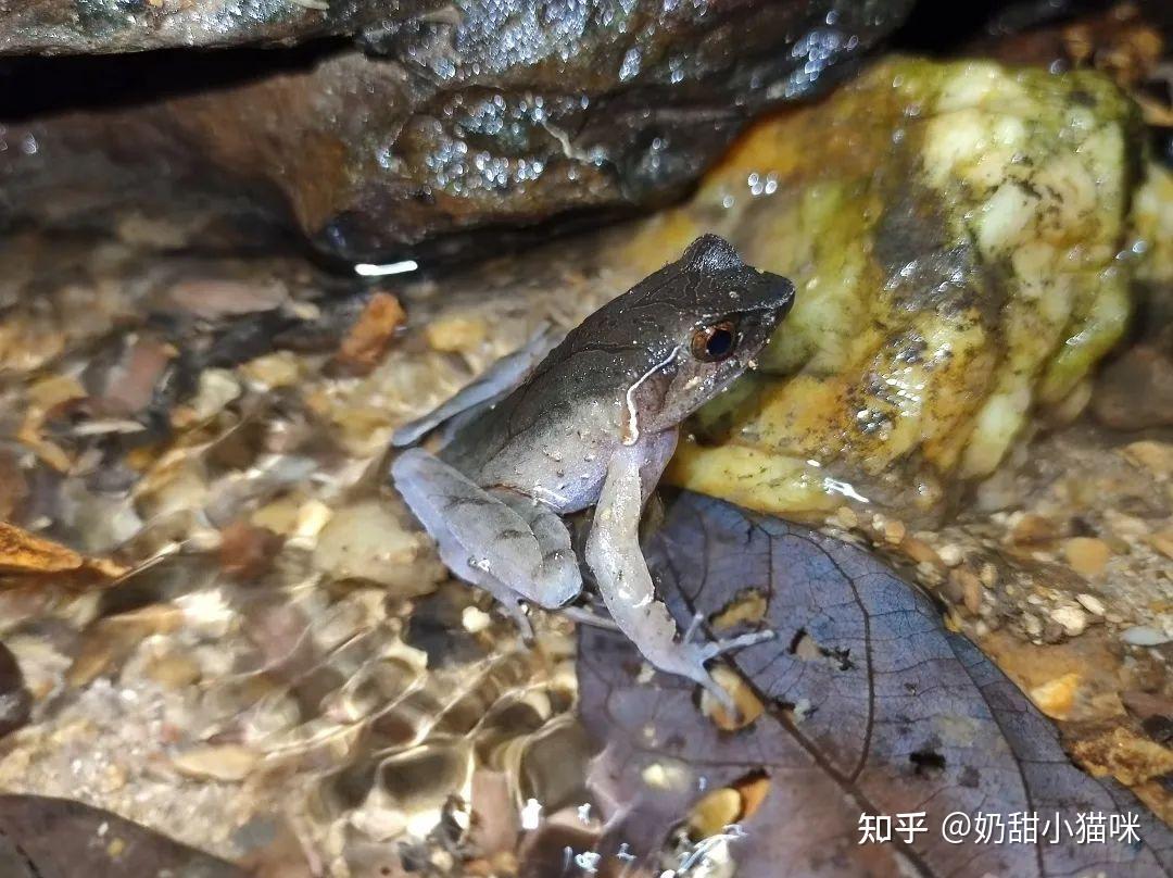 这种蛙交配也太拼了,用胶水将自己和配偶粘在一起!科普 - 知乎