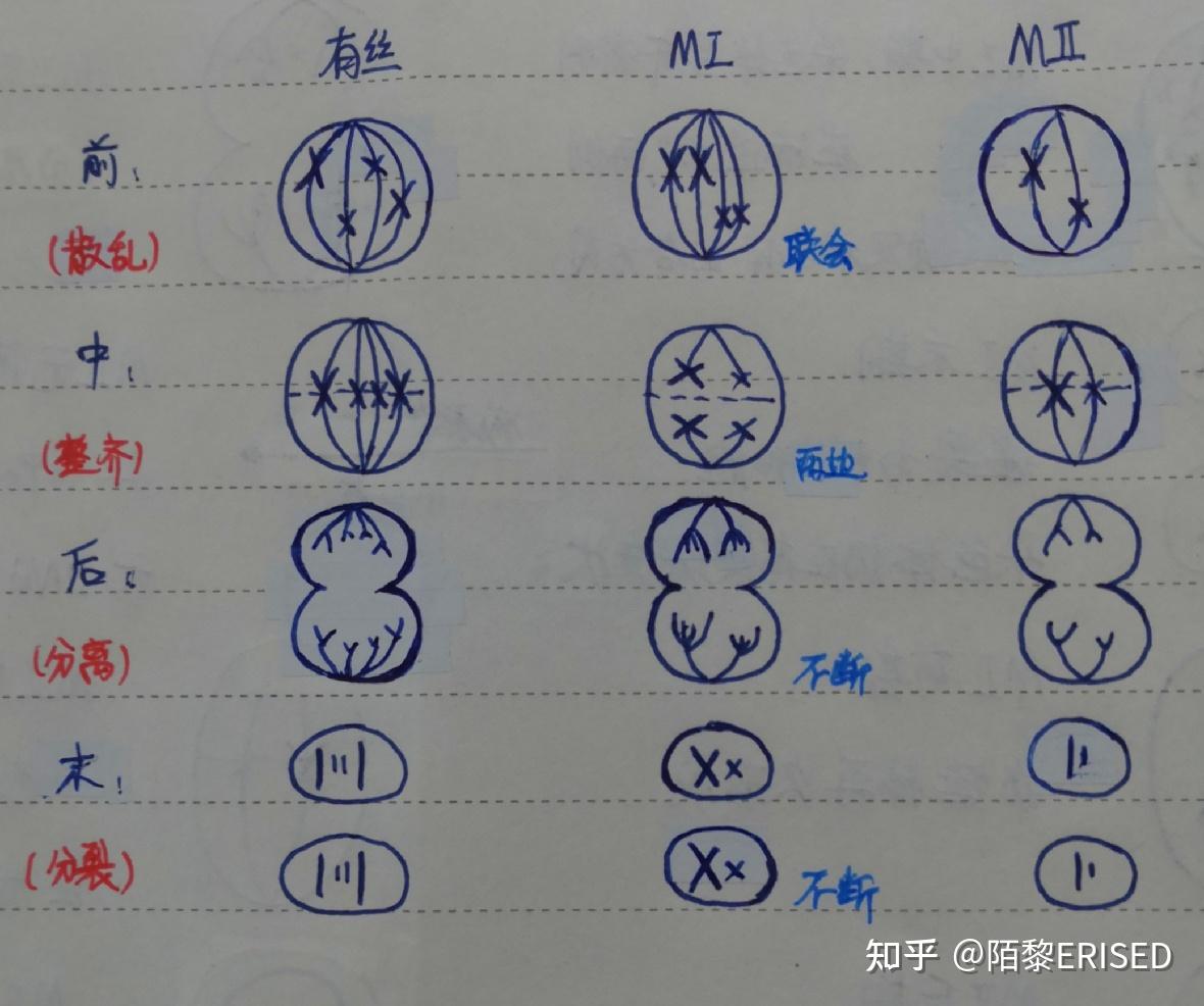 细胞的生命历程简图图片