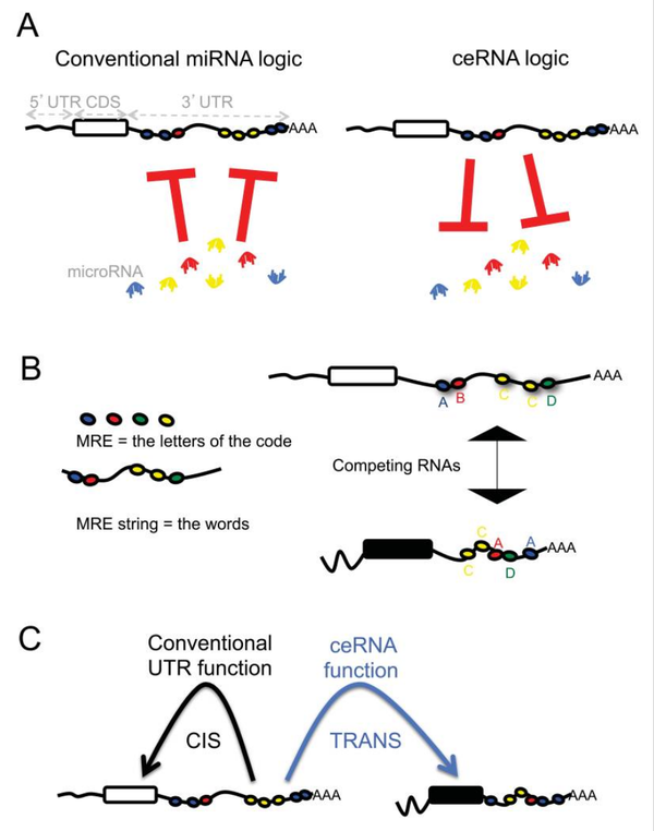 CeRNA机制研究常见套路 - 知乎