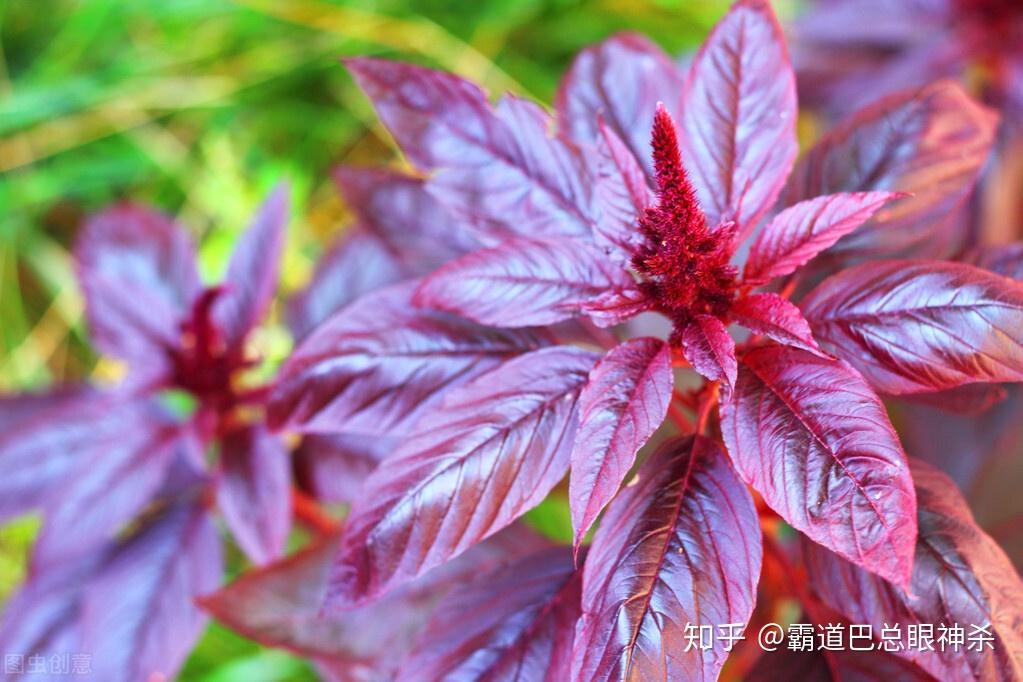 这4种植物是天然染色剂其中一种现代才有