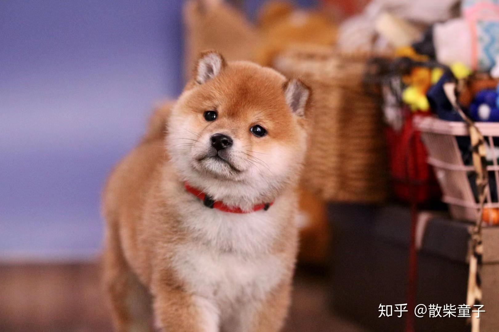 表情包大饼脸柴犬难买吗网红同款柴犬多少钱