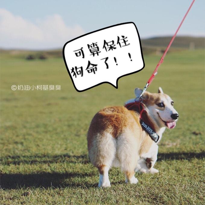 保住狗命的臭臭心情不错,自己去蒙古包前摆了几个pose～怕遇到返京