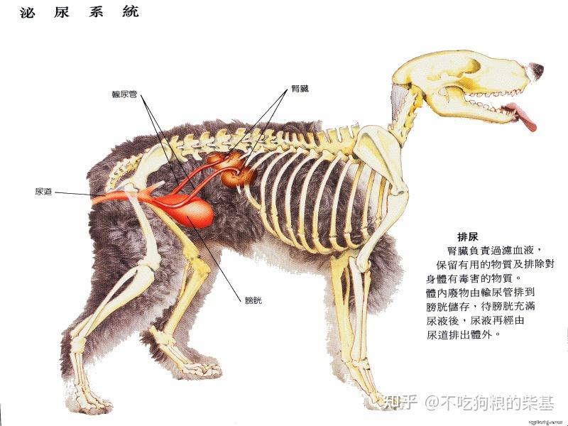 狗狗生理解剖图图片