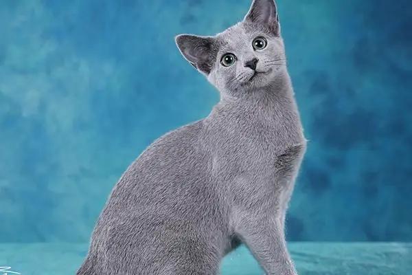 蓝猫蓝猫,听名字这个猫应该是个蓝色的猫咪,但其实不是的