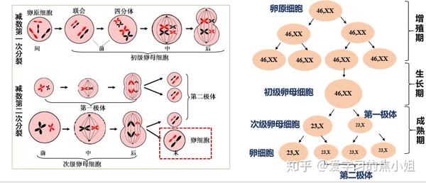 什么是次级精母细胞和第一极体 次级精母细胞和精细胞 恩芝网