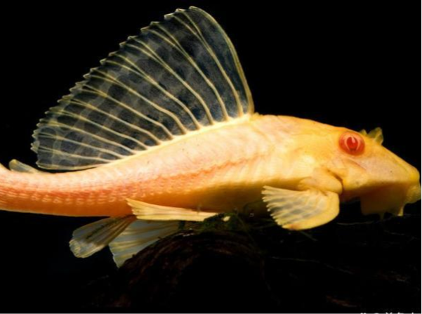 盘点几种颜值较高的清洁鱼,你家鱼缸养过吗?