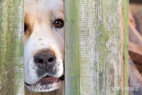 犬肢端舔舐性皮炎是什么使用长效抗生素康卫宁效果怎样