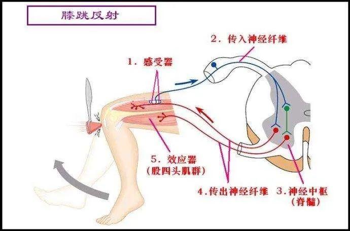 肌肉变大的原理是什么_肌肉女膨胀变大动画(2)