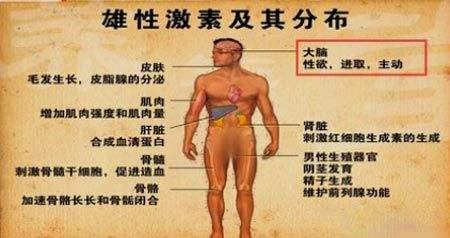 雄激素与毛发毛囊的发育生长 知乎