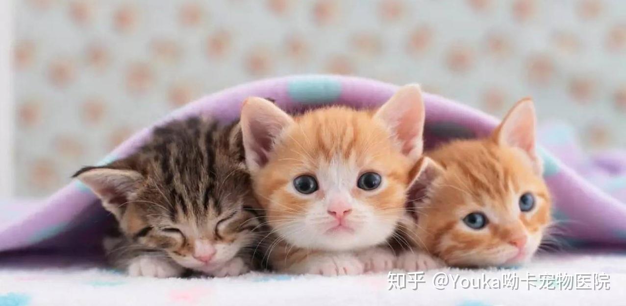 40天以下小奶猫的喂养方法和注意事项！ - 知乎