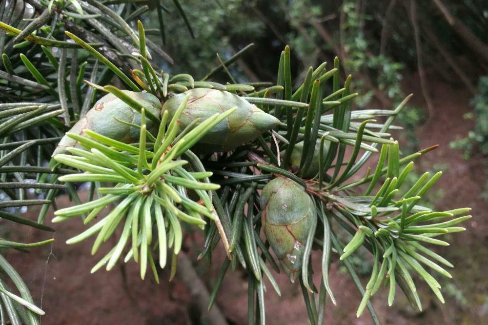 植物界中的国宝级植物——银杉 - 知乎