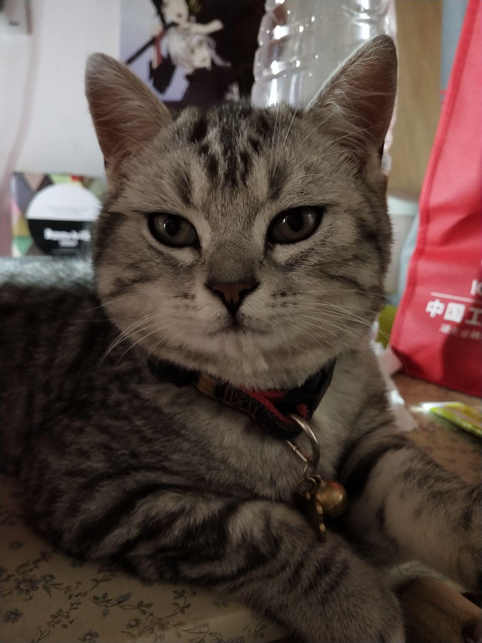 为什么宠物猫很弱不经风?