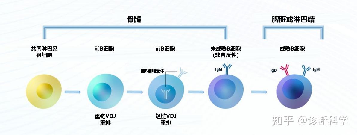 在我们体内,B细胞是如何工作的 - 知乎