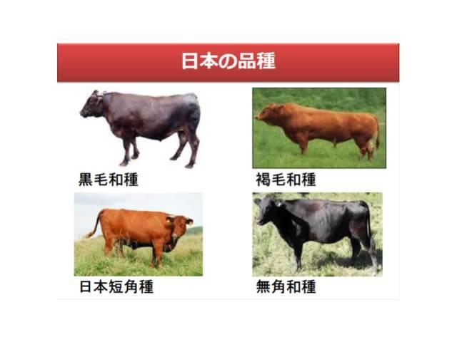 在日本 国产和牛才是最好的牛肉 知乎