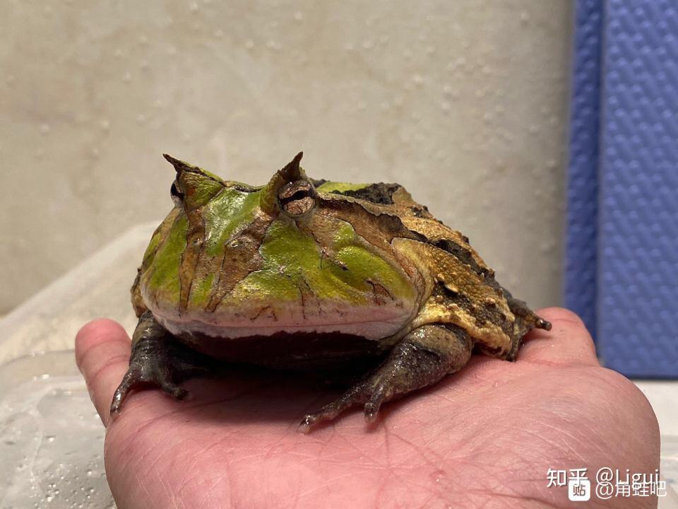 霸王角蛙生长过程