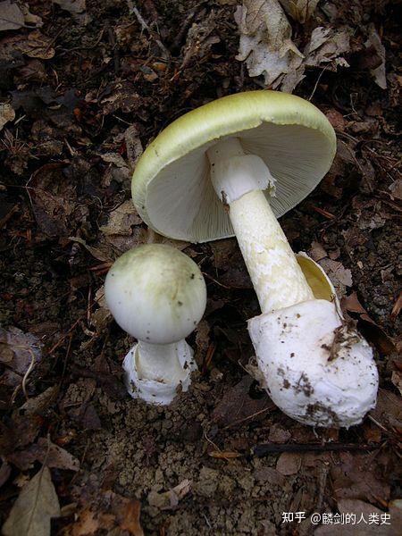 【地球生物全系列——从单细胞到人类】伞菌目—鹅膏菌科（下） - 知乎