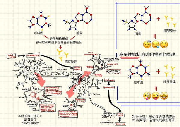 运动能提高免疫力吗?