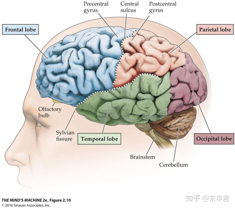 额叶和顶叶的分界线图片