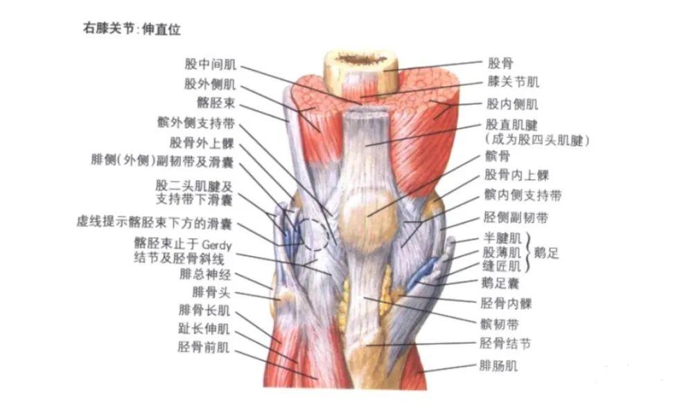 如何評價膝蓋這一部位