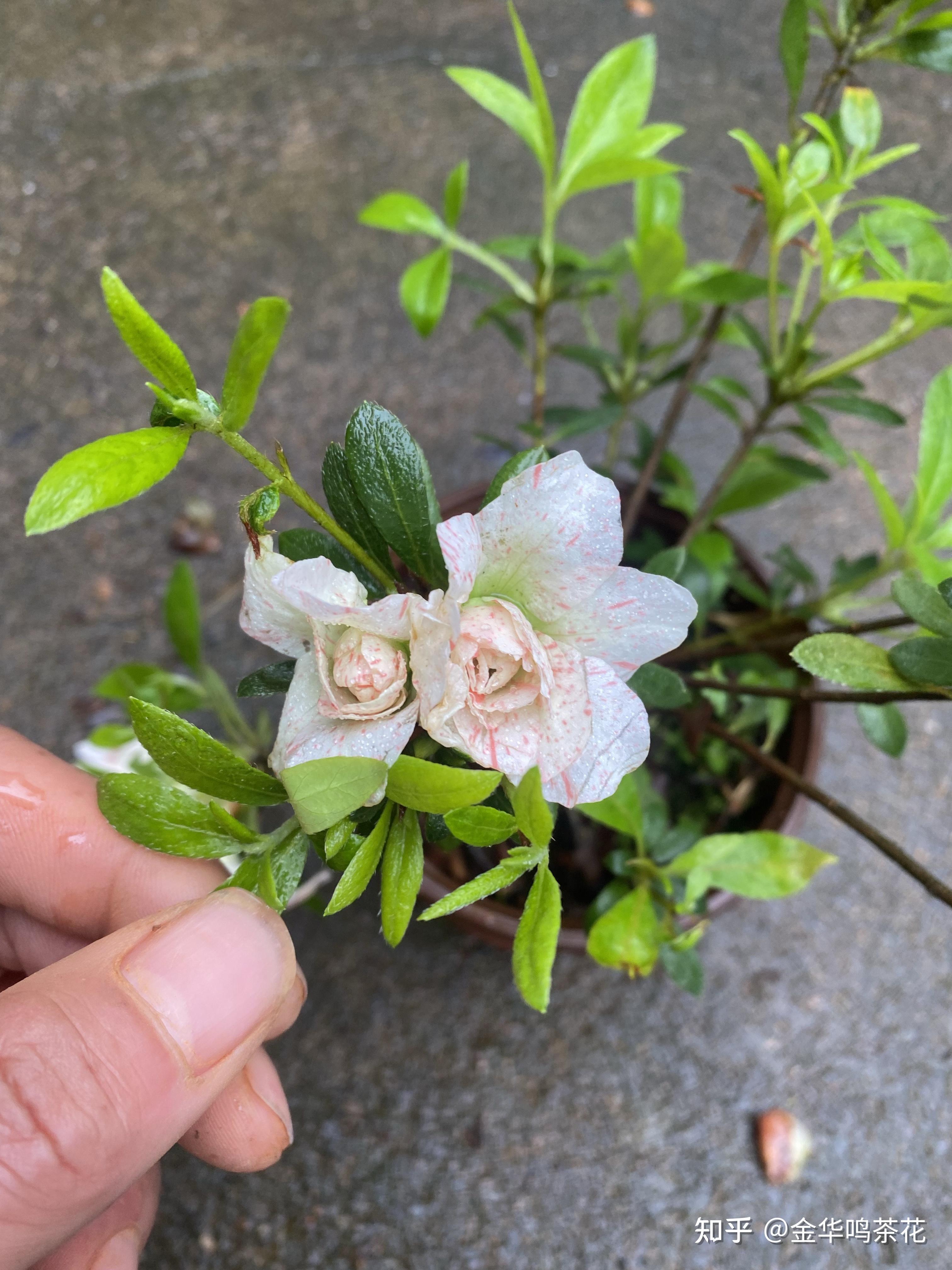 五宝绿珠杜鹃开始开花了