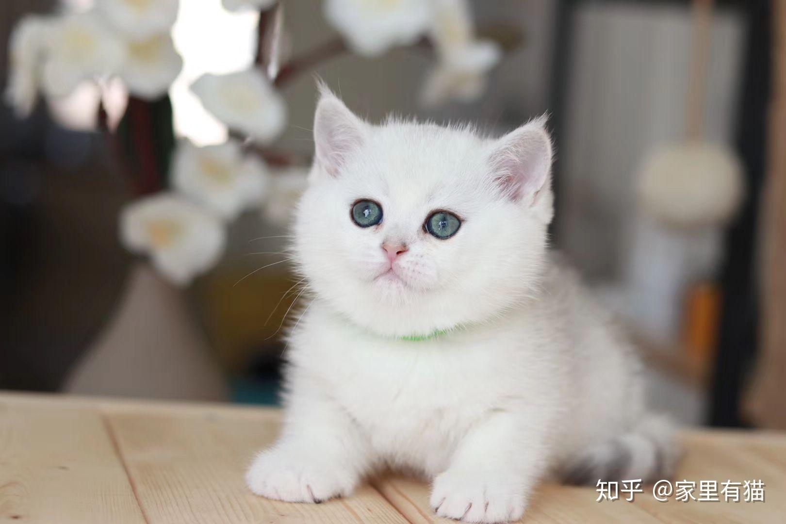 英短银渐层多少钱一只