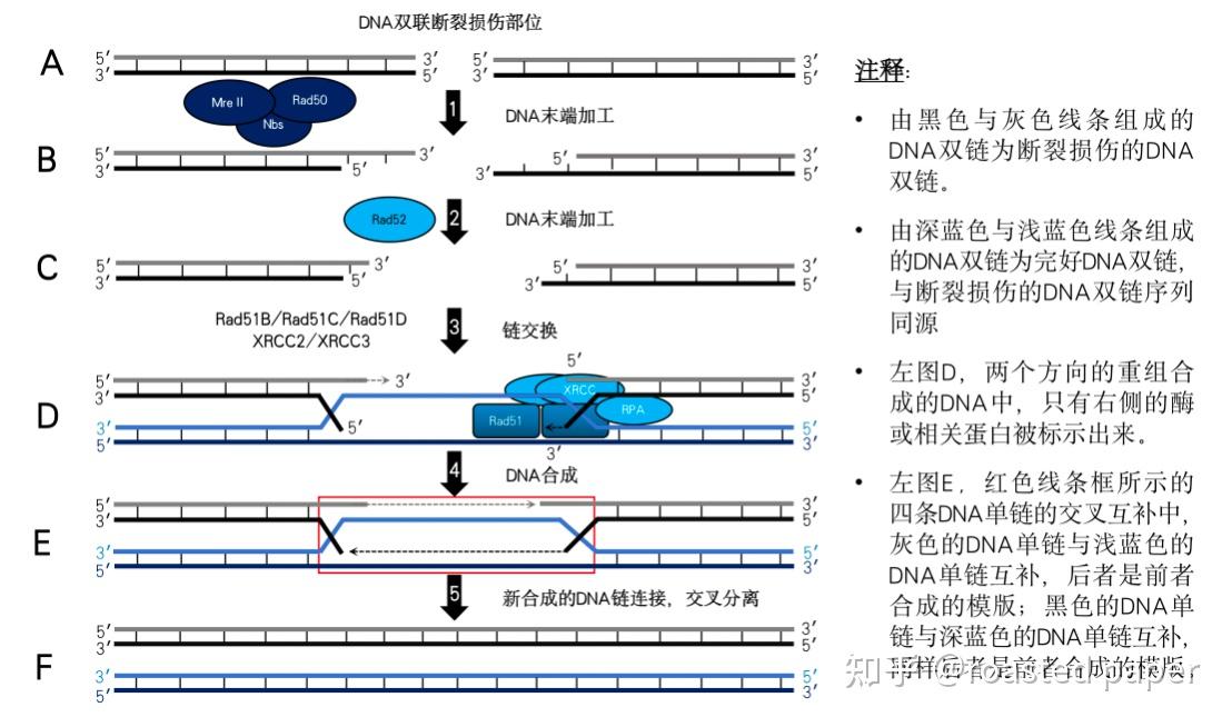 生化与分子生物学——分子生物学篇之DNA生物合成和损伤修复 - 知乎