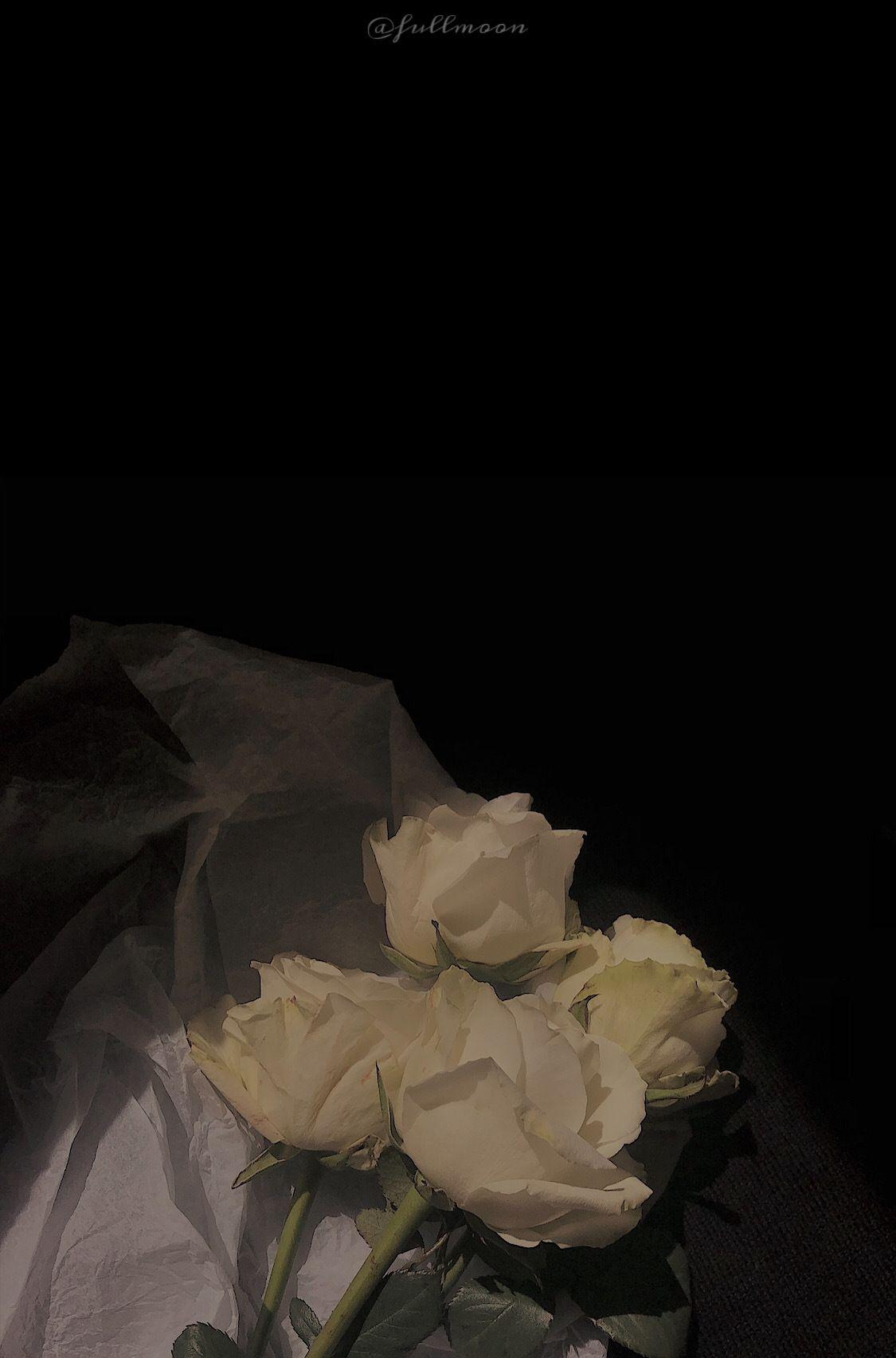 有没有好看的白玫瑰花壁纸