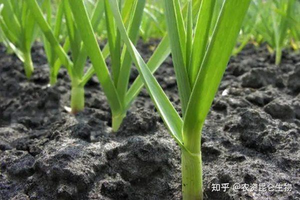 大蒜种植预防根腐病用百菌清有用吗？大蒜根腐病防治的方法 - 知乎