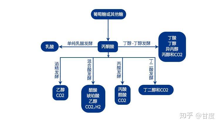 一般有機汙染物微生物的代謝過程