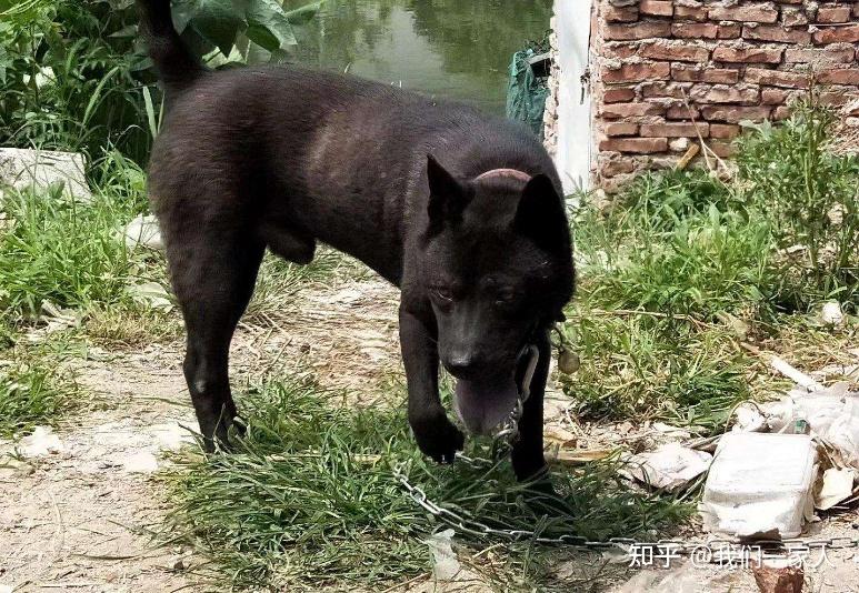 這才是中華田園犬土狗三大品系劃分你兒時記憶是哪種