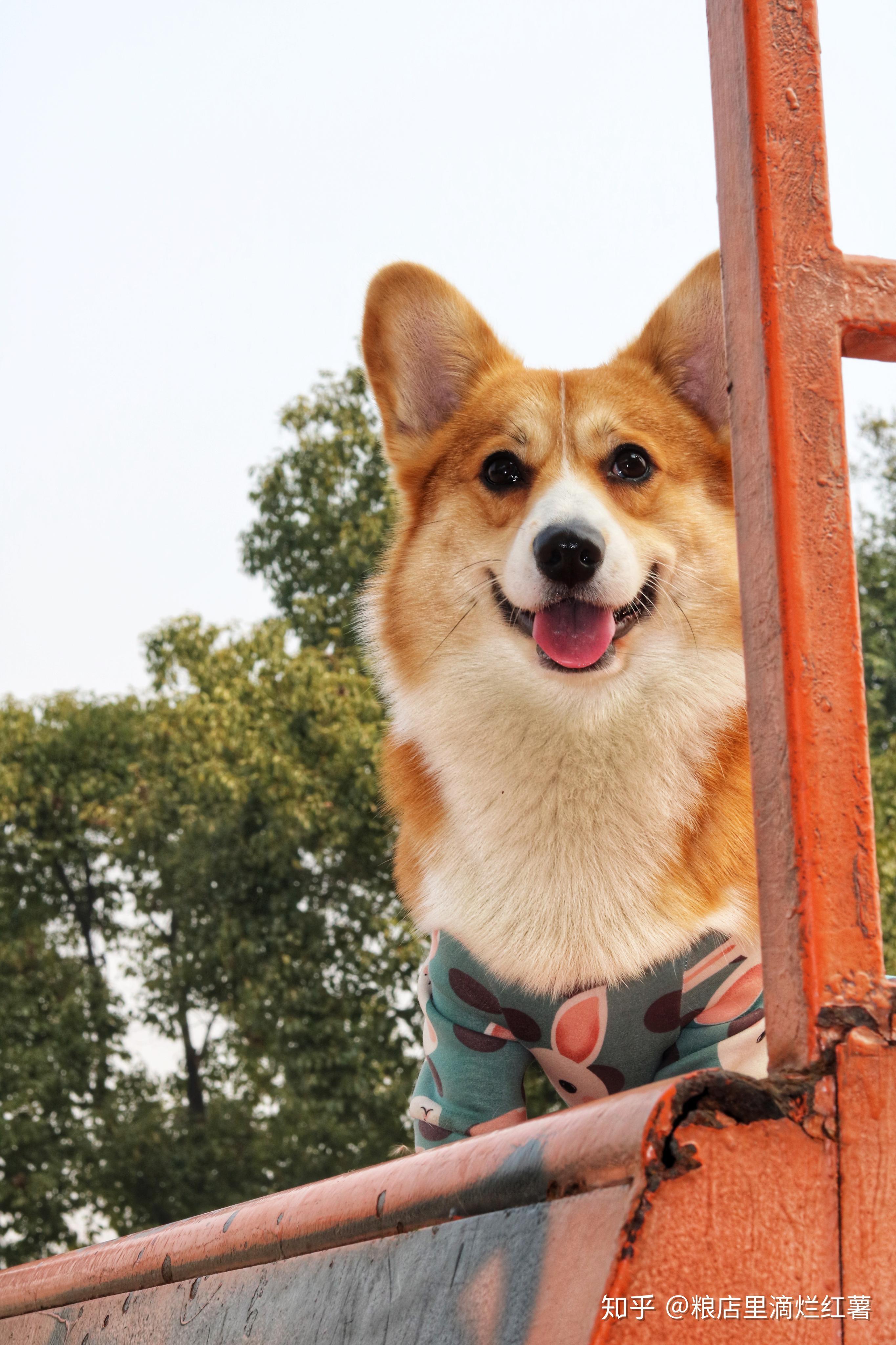 拥有一只柯基的体验