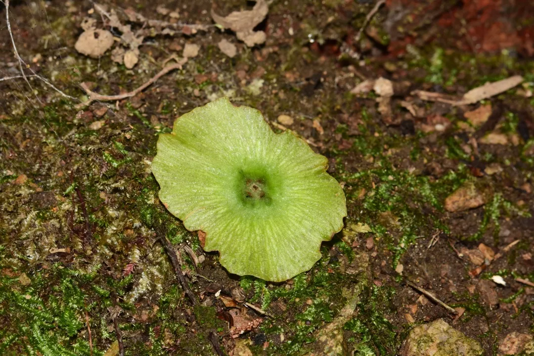 青钱柳这个别致的名字缘于它奇特的果实,粒状果实外围生长有一圈长约