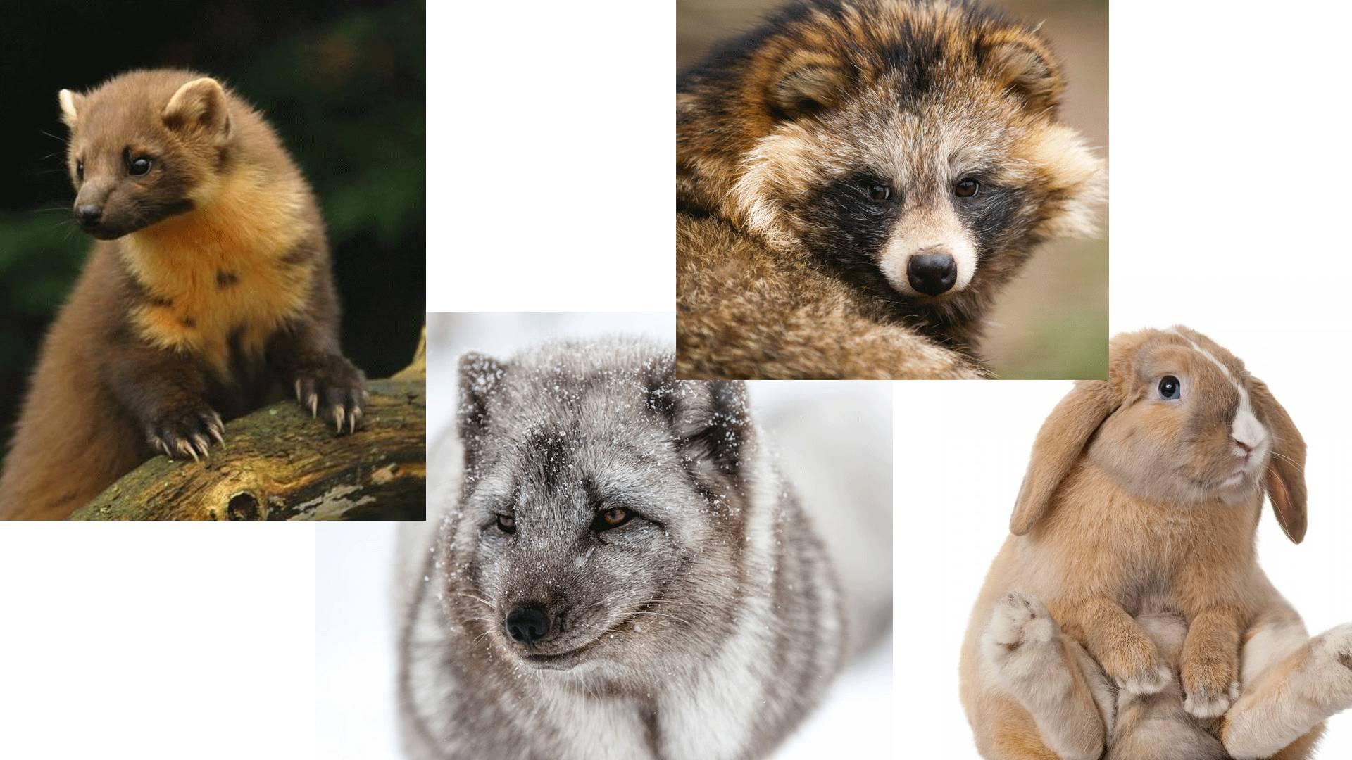 我去了一趟「东北貂都」佟二堡 - 知乎