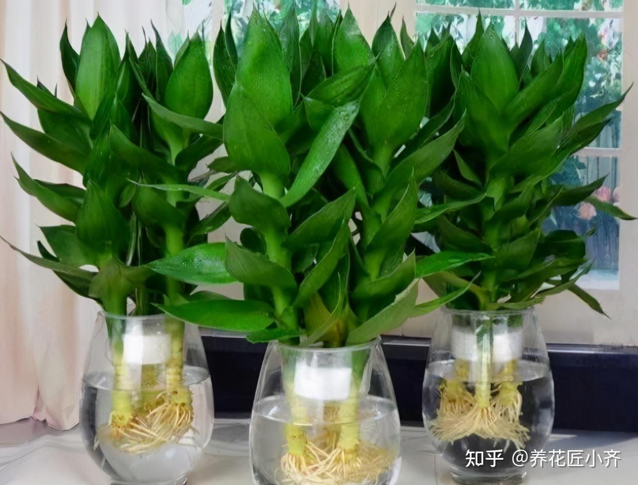 日常如何养护富贵竹？