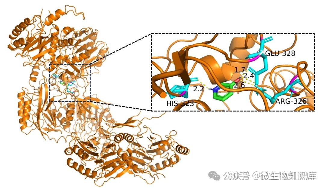 分子对接（六）：PyMol可视化分子对接结果详细教程 - 知乎