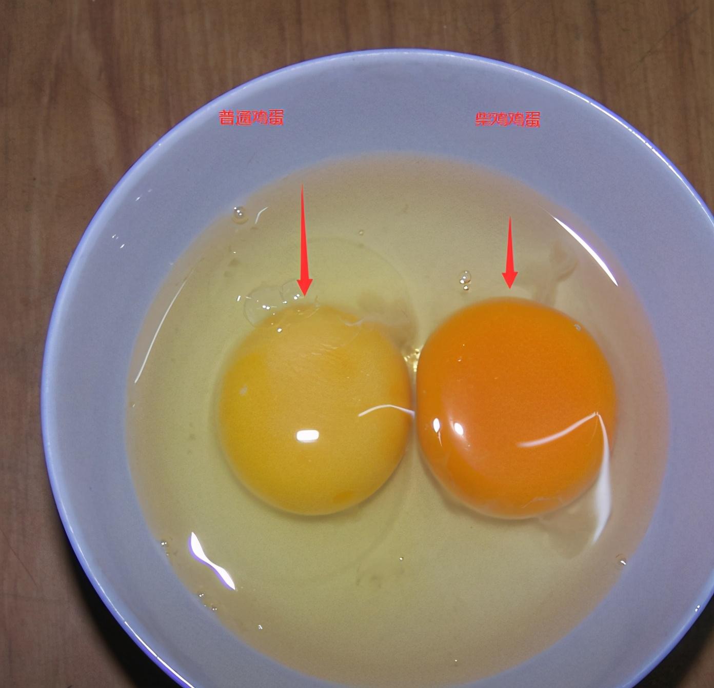 柴鸡蛋和普通鸡蛋有什么区别记住这5点别傻傻分不清楚