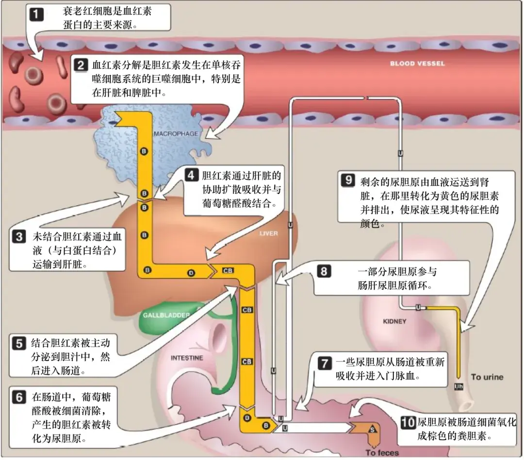 胆汁循环途径解剖图图片