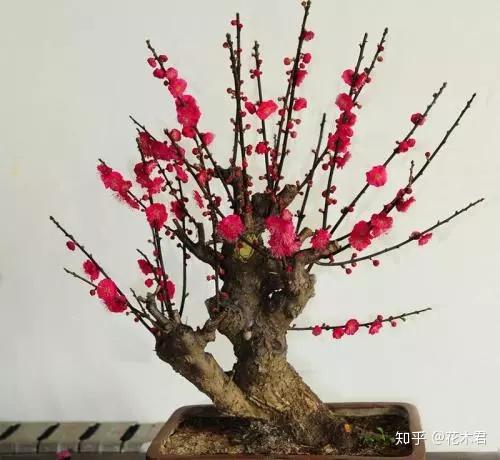 榆叶梅(小桃红)的鉴赏与栽培养护