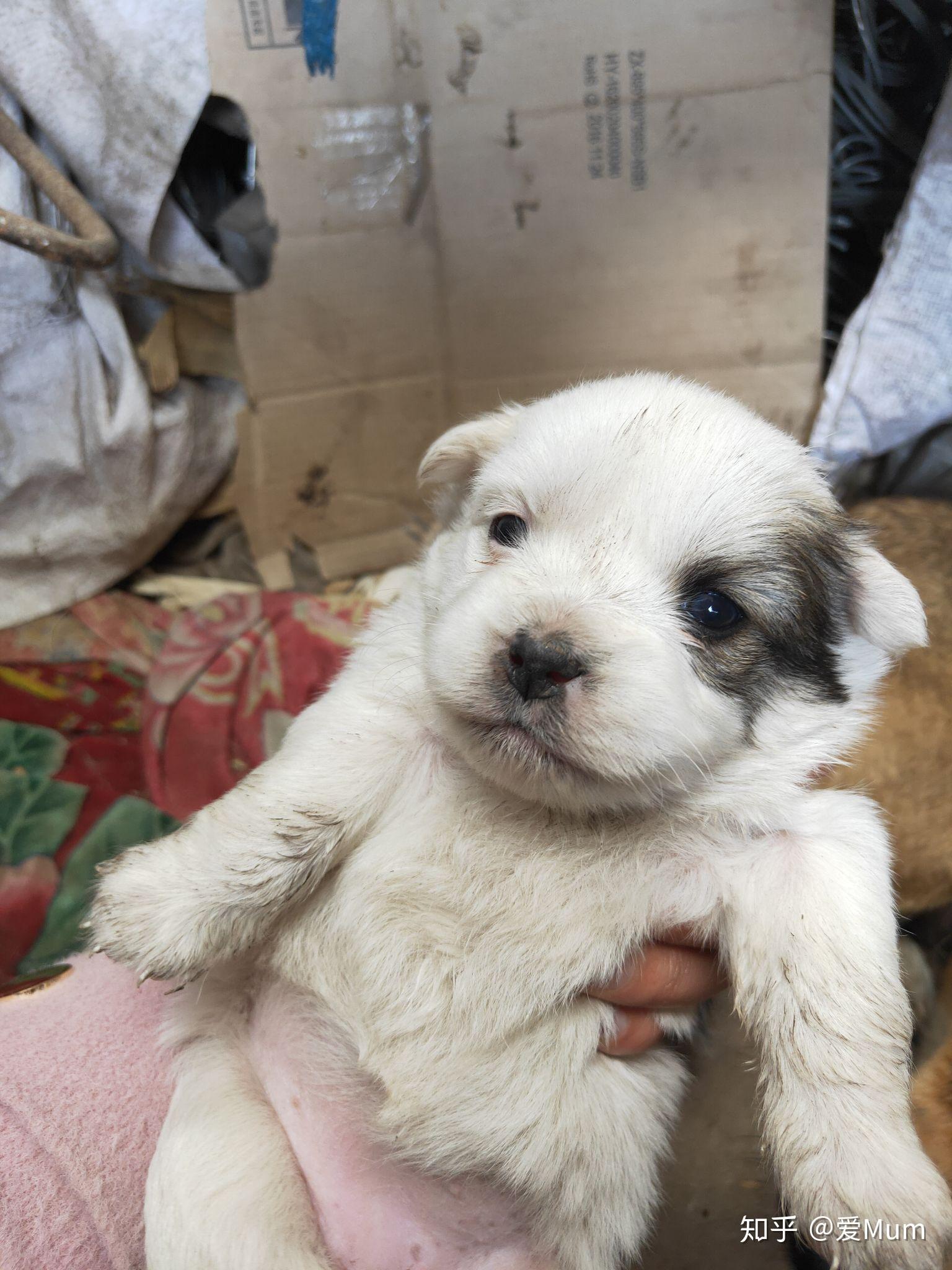 土狗可以当作宠物狗养吗? - 知乎