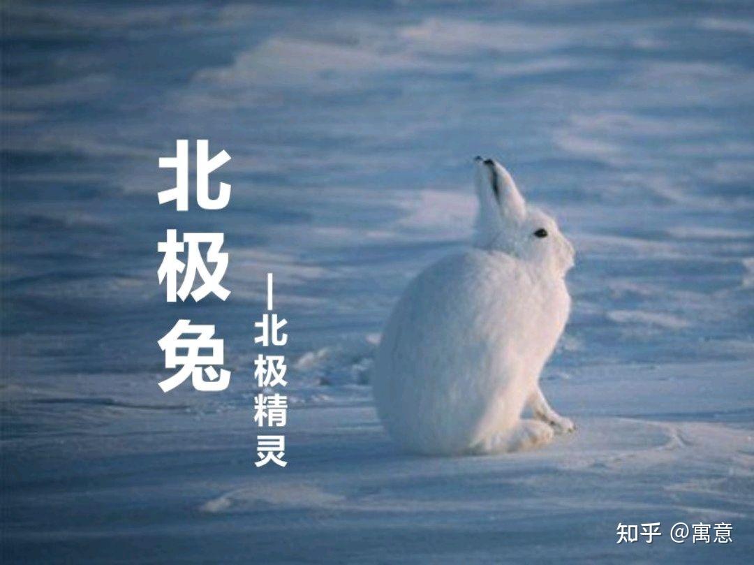 北极的精灵 北极兔 - 知乎