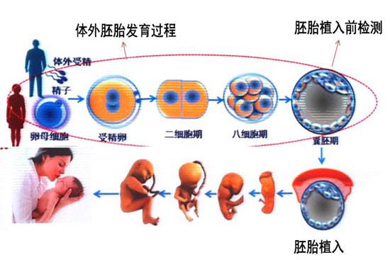 取卵,icsi受精,胚胎养囊(五天時间),胚胎活检(取滋润外胚层3-10个体