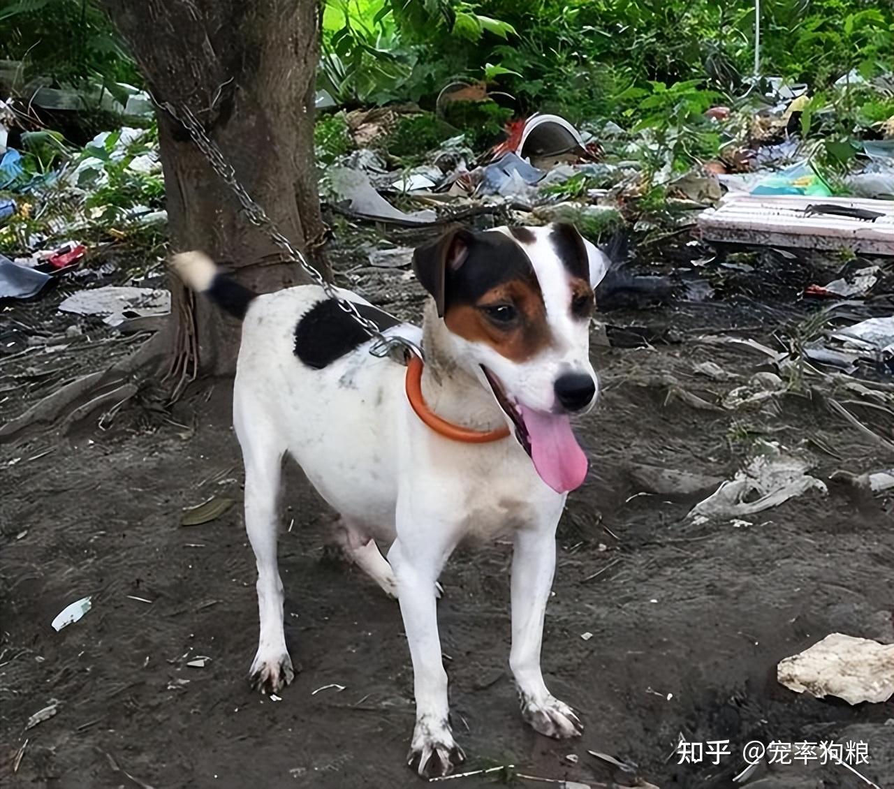 太仓猎犬产自江南地带,体型有大小之分,太仓小猎犬通