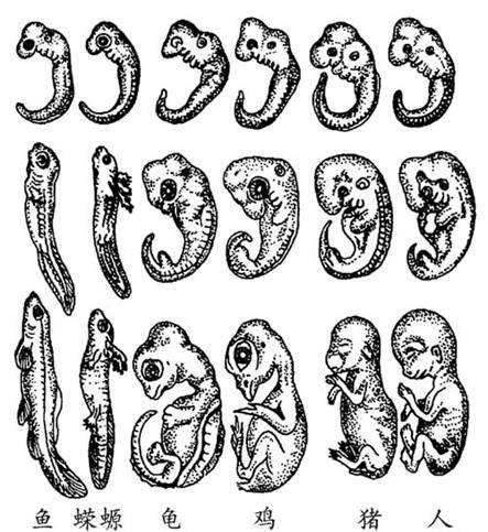 不仅是未分开的手掌,胚胎发育过程中还有鳃裂和尾呢.