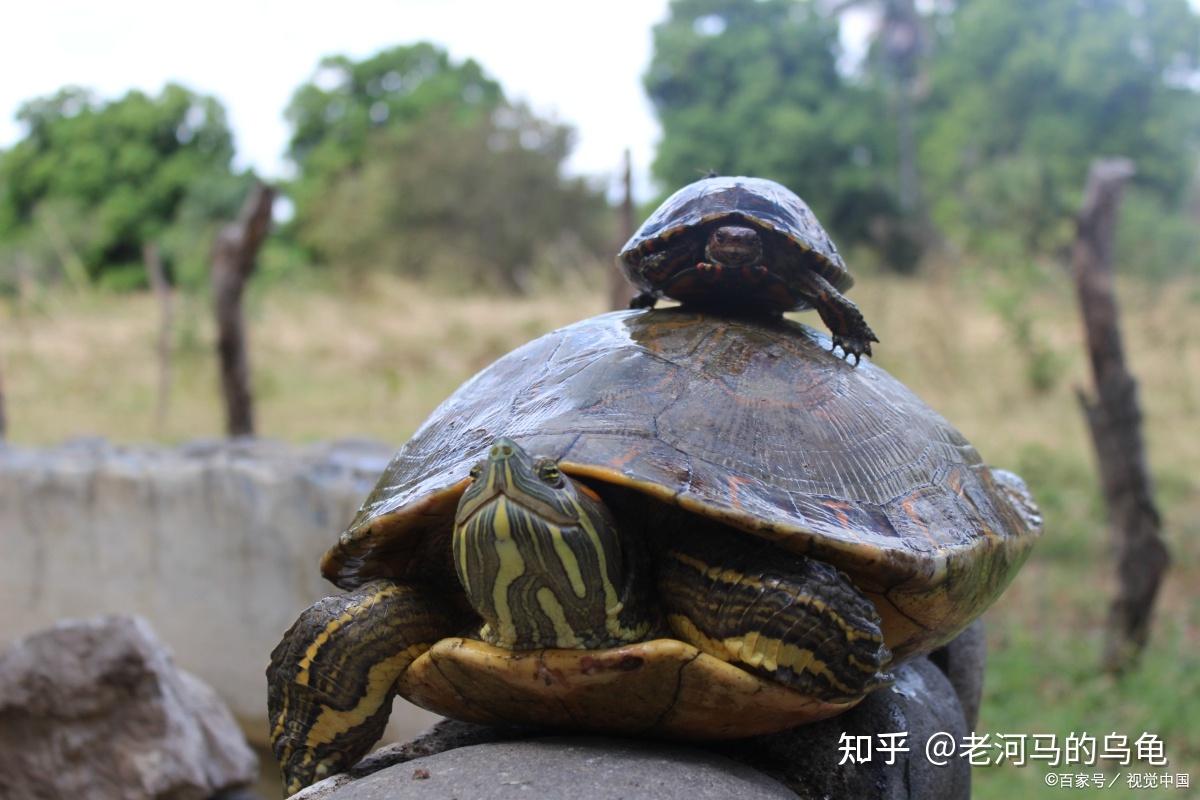 小巴西龟可以晒太阳吗?这季节不太行吧