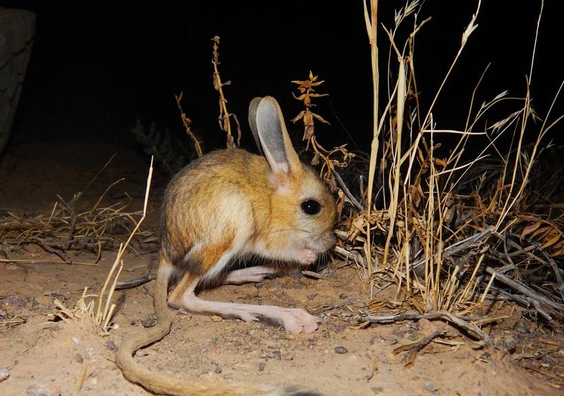 戈壁跳鼠现身保护区,被称为"沙漠米老鼠"