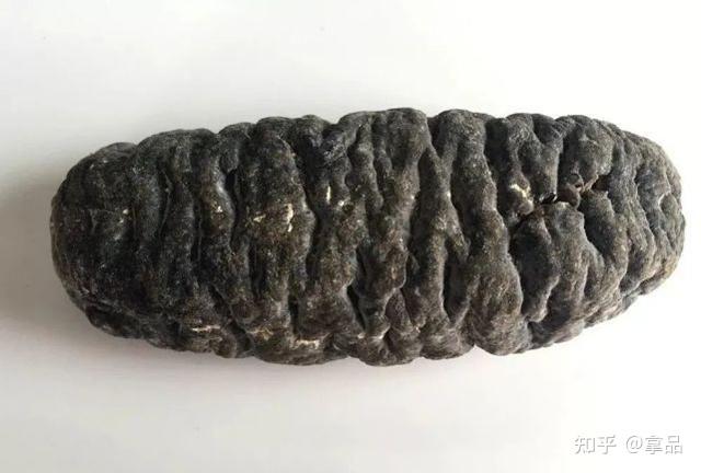 《拿品课堂》全球不同海域海参种类鉴赏——澳洲大乌参 - 知乎