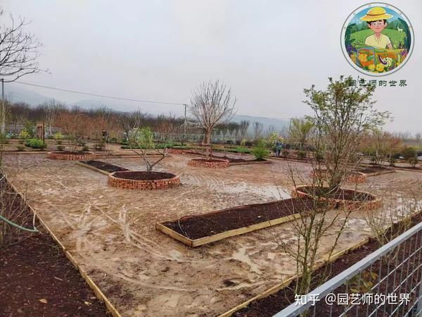 食用景观花园造园记系列(6)——食用景观植物栽植 - 知乎