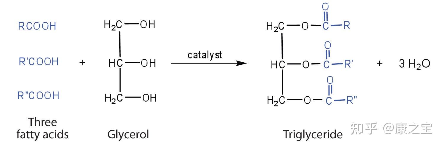 什么是脂肪,什么是甘油三酯