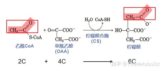 代謝學人好看的生化書三羧酸循環篇