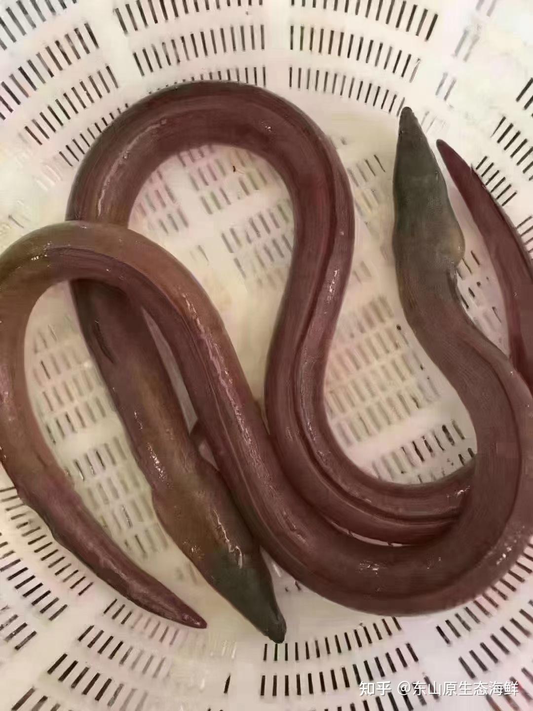 野生土龙，它的学名叫波露豆齿蛇鳗 ，对腰骨具有神奇的食疗效果 - 知乎